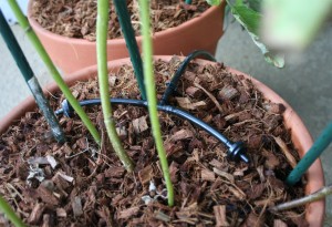 DIY Drip System Container Garden