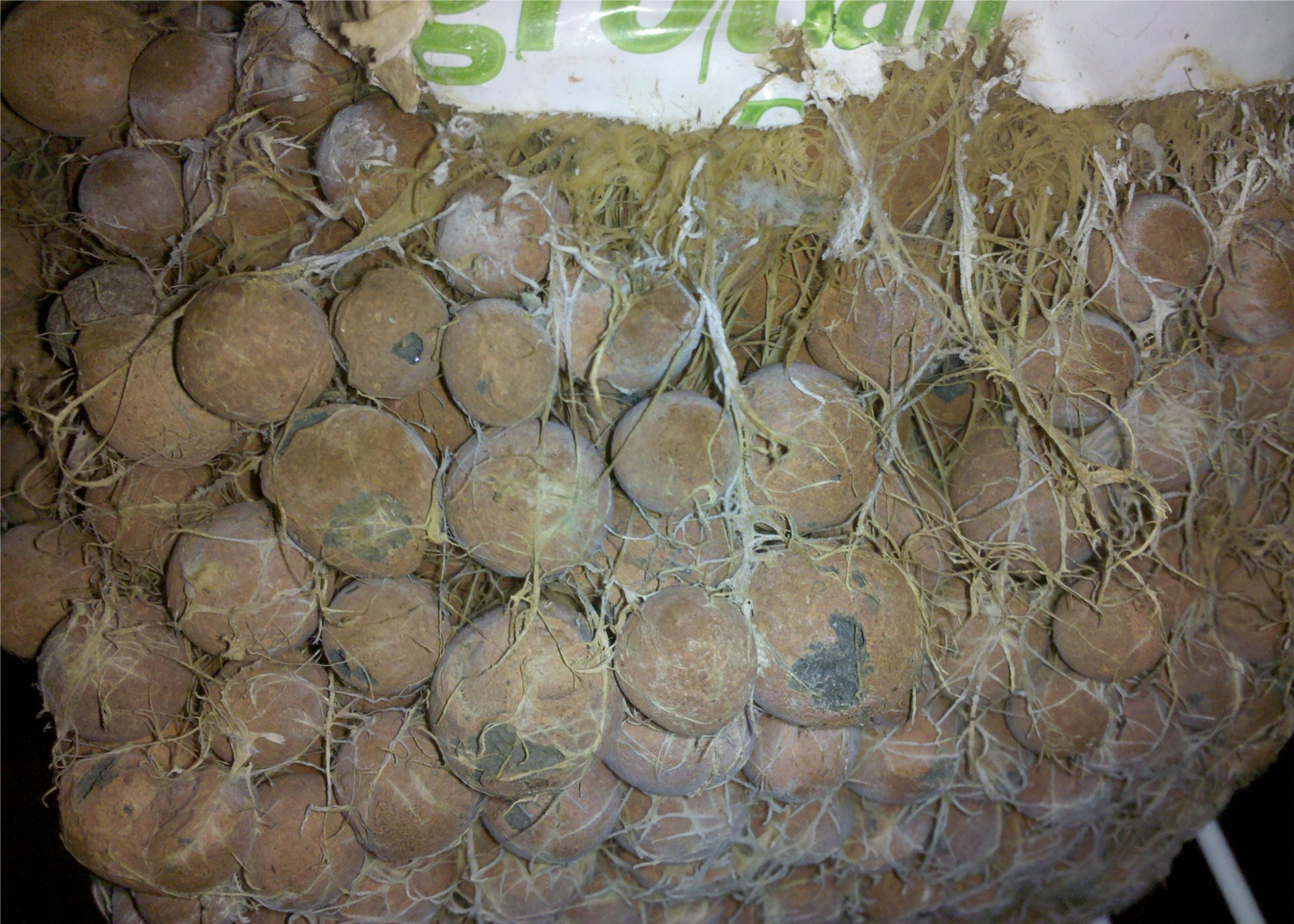 ... Rootball 300x214 Good Hydroponic Growing Medium: Hydroton Clay Pebbles
