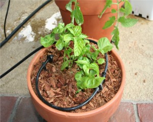 Peppers outside in natural sunlight planted in container with a circle style drip system