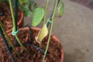 Trim dying leaves as a method of pest and disease control