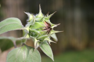 Does Music Affect Plant Growth?