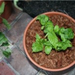 Container Gardens